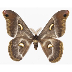 /filer/webapps/moths/media/images/M/manowensis_Epiphora_AM_Basquina.jpg