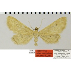 /filer/webapps/moths/media/images/T/tineigidiata_Idaea_HT_ZSMa.jpg