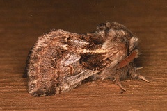 Paraphlebs singularis