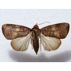 /filer/webapps/moths/media/images/A/arcuata_Maurilia_A_Goff.jpg