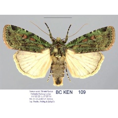 /filer/webapps/moths/media/images/M/muscosa_Mentaxya_AM_Stadie.jpg