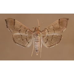 /filer/webapps/moths/media/images/N/niphealis_Lamprosema_A_Butler.jpg