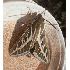 /filer/webapps/moths/media/images/L/livornica_Hyles_A_Bakheet_02.jpg