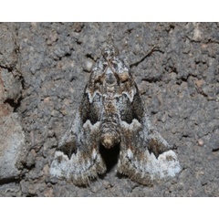 /filer/webapps/moths/media/images/B/bolinalis_Hypotia_A_Roland.jpg