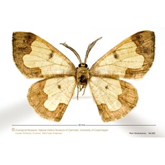 /filer/webapps/moths/media/images/M/mckameyi_Zamarada_HT_ZMUC.jpg