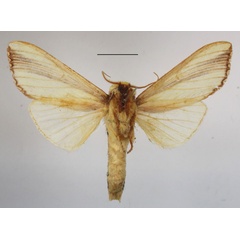 /filer/webapps/moths/media/images/W/woerdeni_Rigema_A_MGCLb_01.JPG