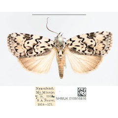 /filer/webapps/moths/media/images/M/melanographa_Characoma_AF_NHMUK.jpg