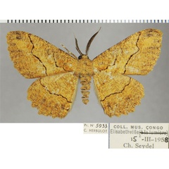 /filer/webapps/moths/media/images/S/simulatrix_Colocleora_AM_ZSMa.jpg