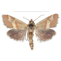 /filer/webapps/moths/media/images/B/baphialis_Tegostoma_AM_Efetov_02.jpg