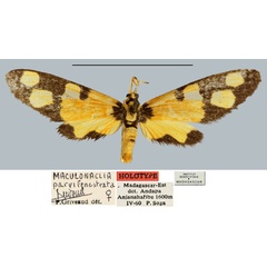 /filer/webapps/moths/media/images/P/parvifenestrata_Maculonaclia_HT_MNHN.jpg