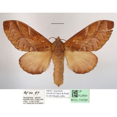 /filer/webapps/moths/media/images/C/congoense_Stoermeriana_AF_MGCLa_01.JPG