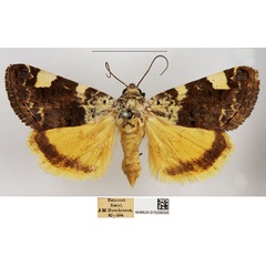 /filer/webapps/moths/media/images/T/trychaenoides_Acontia_AF_NHMUK.jpg