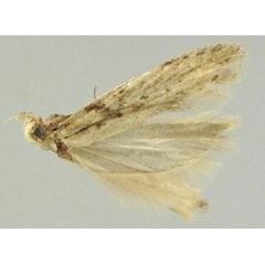 /filer/webapps/moths/media/images/E/ethiopica_Scrobipalpa_HT_ZMHB.jpg