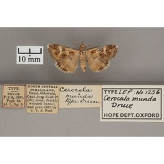 /filer/webapps/moths/media/images/M/munda_Cerocala_HT_OUMNH_01.jpg