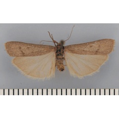 /filer/webapps/moths/media/images/M/murinum_Entephrilema_PTF_TMSA.jpg