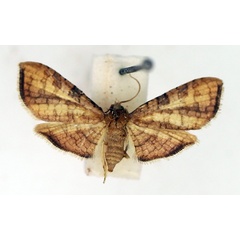 /filer/webapps/moths/media/images/V/verticalis_Hapana_AF_TMSA.jpg