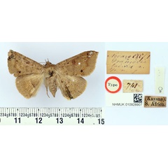 /filer/webapps/moths/media/images/T/taedia_Grammodes_HT_BMNH.jpg