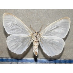 /filer/webapps/moths/media/images/I/infausta_Pseudostracilla_A_Goffb_01.jpg
