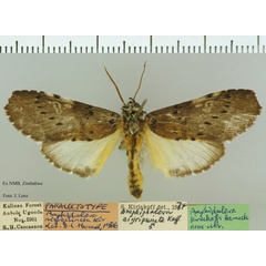 /filer/webapps/moths/media/images/K/kiriakoffi_Amphiphalera_PLT_NMB.jpg