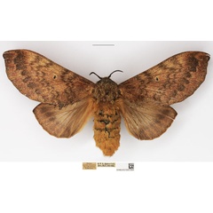 /filer/webapps/moths/media/images/F/forficulatus_Gastroplakaeis_AF_NHMUK.jpg