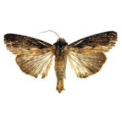 /filer/webapps/moths/media/images/V/versicolora_Callixena_AM_Aulombard_02.jpg