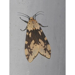 /filer/webapps/moths/media/images/B/bifurca_Afraloa_A_Jorpeland.jpg