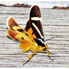 /filer/webapps/moths/media/images/F/fervida_Aegocera_A_Braun_16.jpg