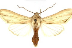 Cucullia melanoglossa