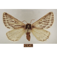 /filer/webapps/moths/media/images/P/patagiata_Rhabdosia_AF_TMSA_01.jpg