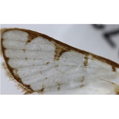 /filer/webapps/moths/media/images/B/biangularis_Cirrhochrista_HT_ZSMb.jpg