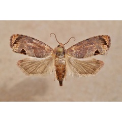 /filer/webapps/moths/media/images/P/peltastica_Cryptophlebia_A_Butler.jpg