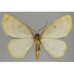 /filer/webapps/moths/media/images/O/ocellata_Ectropis_AM_ZSMb.jpg