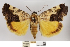 Acontia gradata