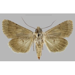/filer/webapps/moths/media/images/H/hajara_Hadena_PTF_RBINSb.jpg