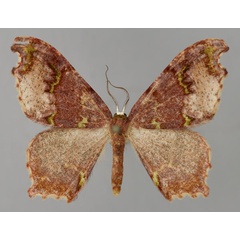 /filer/webapps/moths/media/images/I/infracta_Hypocoela_AT_ZSM_01.jpg