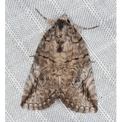 /filer/webapps/moths/media/images/S/strigata_Prionofrontia_A_Heyns_01.jpg