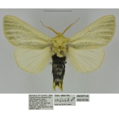 /filer/webapps/moths/media/images/L/lobo_Antheua_HT_ANHRT.jpg