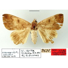 /filer/webapps/moths/media/images/C/cameronis_Ophiodes_HT_ZMHB.jpg