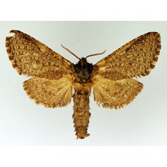 /filer/webapps/moths/media/images/M/macroptera_Teragra_PT_TMSA_02.jpg