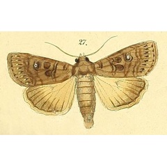 /filer/webapps/moths/media/images/C/connivens_Feliniopsis_Felder_109_27.jpg