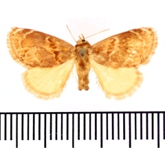 /filer/webapps/moths/media/images/A/alianta_Niphadolepis_AM_BMNH.jpg
