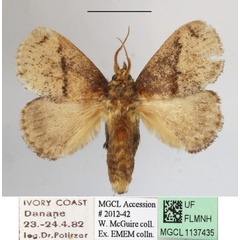 /filer/webapps/moths/media/images/C/cinerea_Tryphax_A_MGCLa_01.JPG