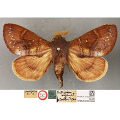 /filer/webapps/moths/media/images/N/nitens_Eutricha_HT_BMNH.jpg