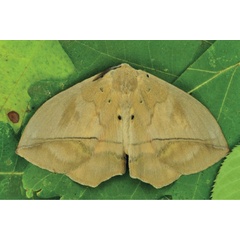 /filer/webapps/moths/media/images/S/sciron_Acrojana_AM_Ihle_02.jpg
