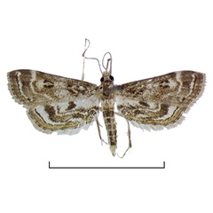 /filer/webapps/moths/media/images/A/affinialis_Parapoynx_AF_HDOU.jpg