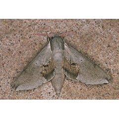 /filer/webapps/moths/media/images/R/rosae_Hippotion_A_Roland_01_m9X8Cqg.jpg