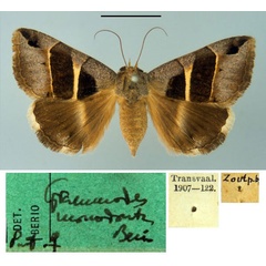 /filer/webapps/moths/media/images/M/monodonta_Grammodes_PT_MSNM.jpg