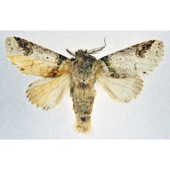 /filer/webapps/moths/media/images/A/angulata_Desmeocraerula_AM_NHMO.jpg