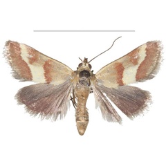 /filer/webapps/moths/media/images/B/baphialis_Tegostoma_AM_Efetov_04.jpg
