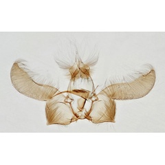 /filer/webapps/moths/media/images/S/suffusicosta_Phalarocarpa_GMHT_NHMO_2760.jpg